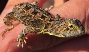 W Australii odnaleziono gatunek uznawany za wymarły