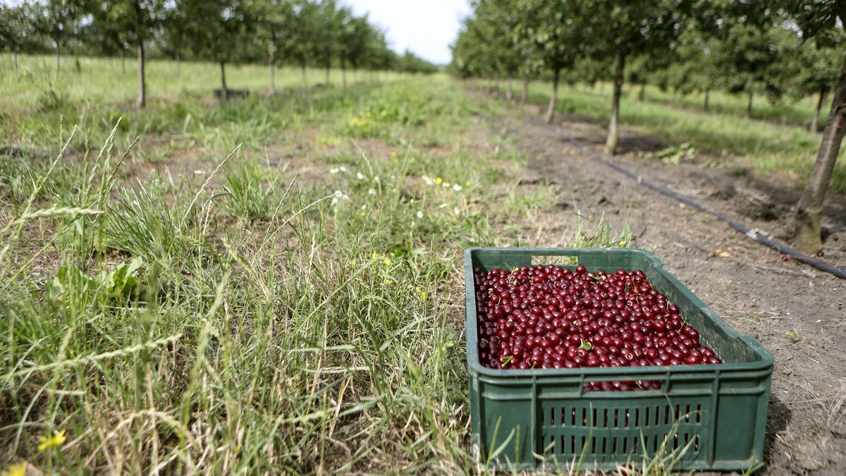 Ogromne straty po przymrozkach