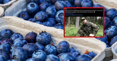 Zimny maj zniszczył zbiory. Leśnicy potwierdzają fatalny scenariusz