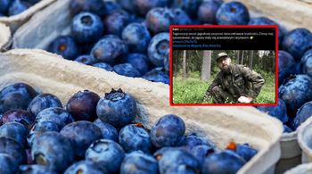 Zimny maj zniszczył zbiory. Leśnicy potwierdzają fatalny scenariusz