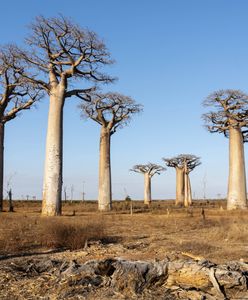 Głód na Madagaskarze. Pół miliona najmłodszych dzieci niedożywionych