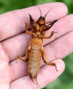 Niszczycielski owad ma nawet 10 cm. Jest w całej Polsce