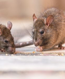 Odstraszysz szczury włamujące się jesienią do domu. Wystarczy wykorzystać te sposoby