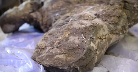 Nosorożec z epoki lodowcowej. Naukowcy o sensacyjnym odkryciu