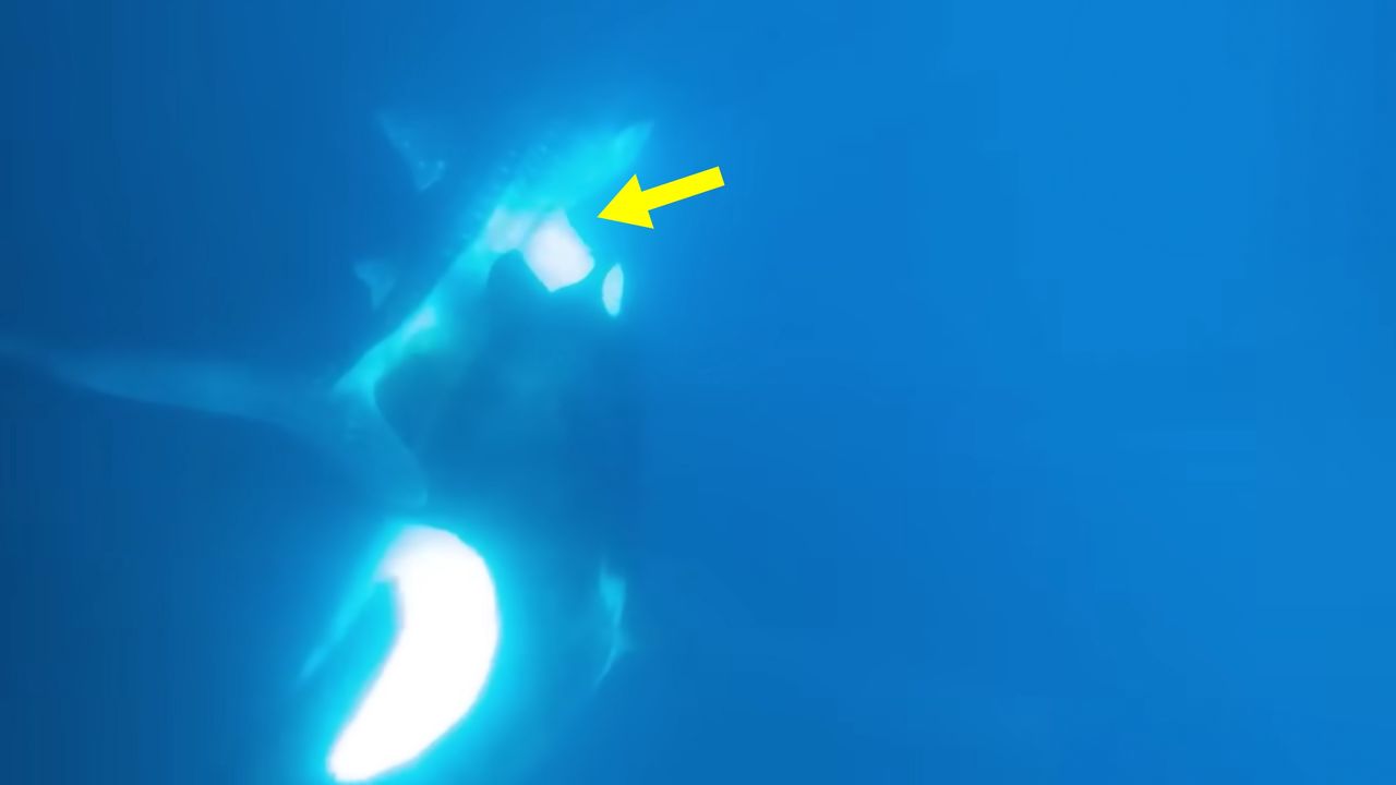 Bezlitosna natura. Film pokazuje, bezwzględne orki wyrywające wątrobę rekinowi