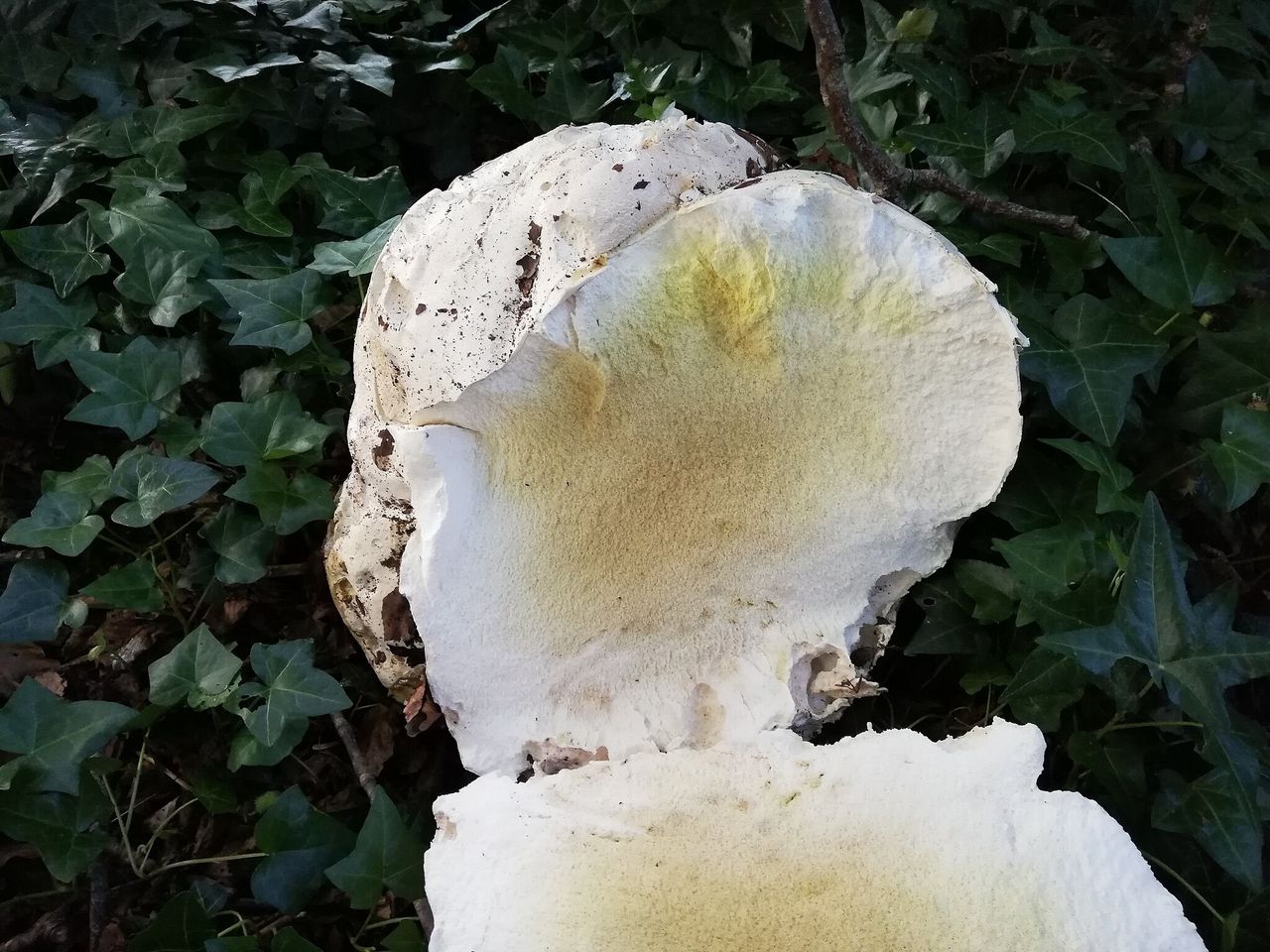 Giant puffball