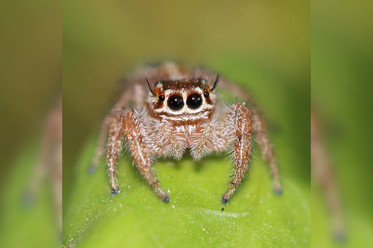 Przezabawny świat skaczących pająków na zdjęciach makro