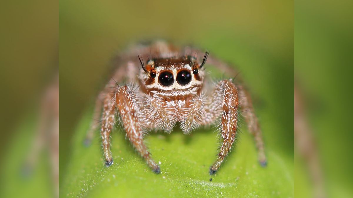 Przezabawny świat skaczących pająków na zdjęciach makro 1