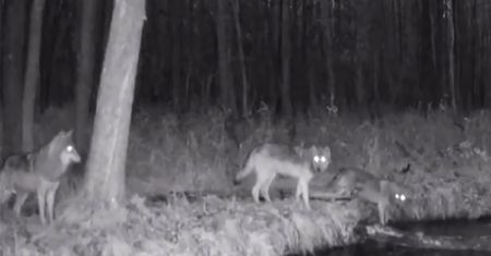 Ulim. Mieszkańcy boją się wychodzić z domów. Wilki sieją grozę
