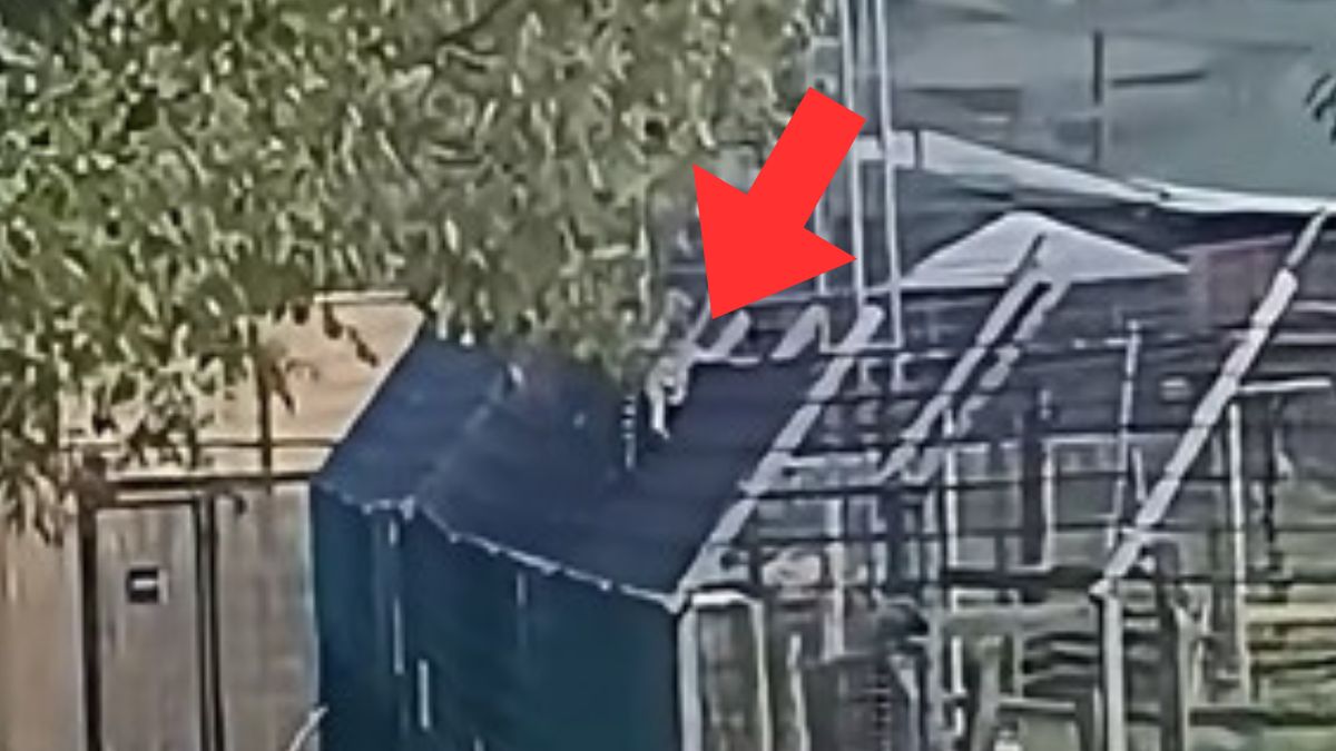 Screnn z nagrania z zoo w Łącznej