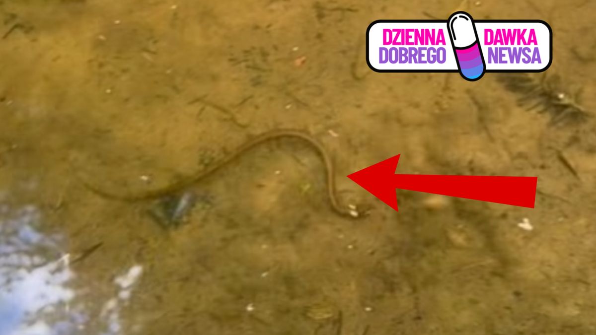 Zaskroniec polujący na kijanki