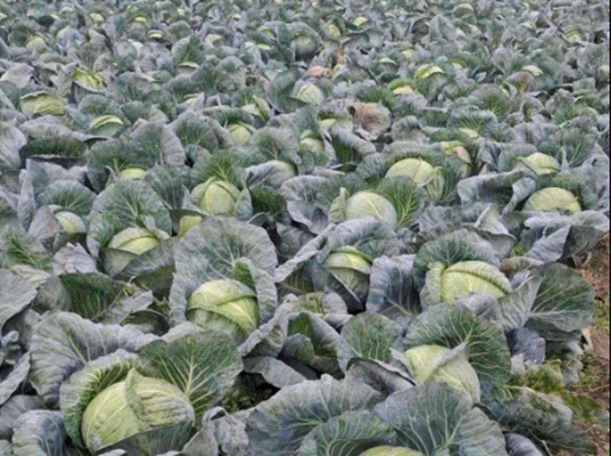 20 groszy za kilogram. Ma 100 ton kapusty. Organizuje samozbiór