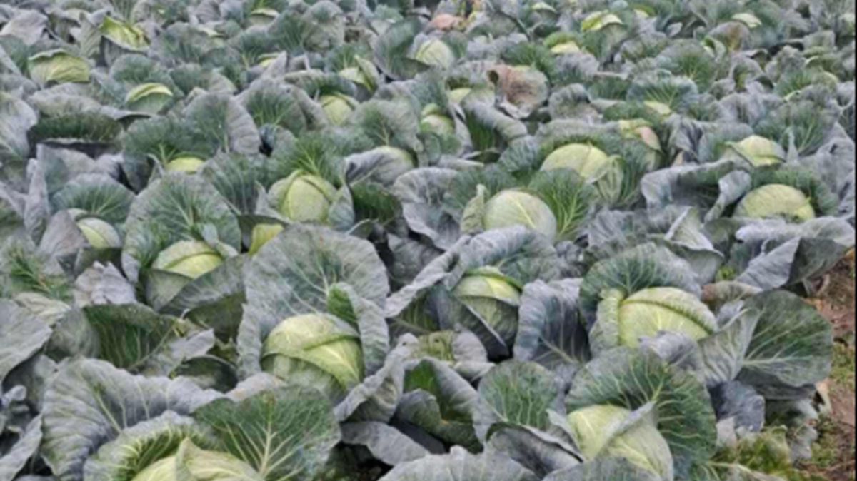 Rolnik ma sprzedania 100 ton kapusty.