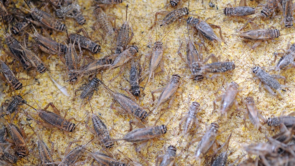 Farma świerszczy przeznaczonych na mąkę