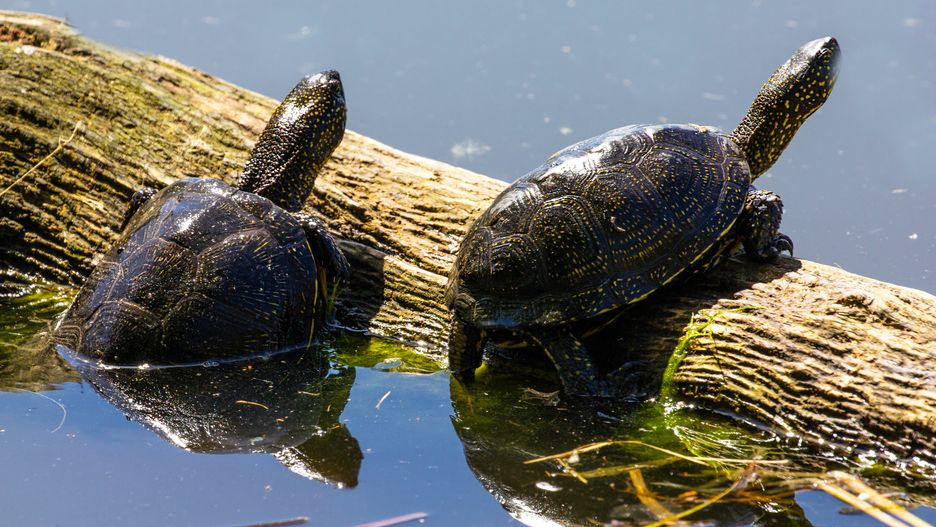 Żółwie błotne większość życia spędzają w wodzie. Lubią jednak także wygrzewać się na słońcu