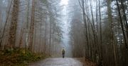 Opłaty za wstęp do lasu? Niektóre nadleśnictwa już żądają pieniędzy