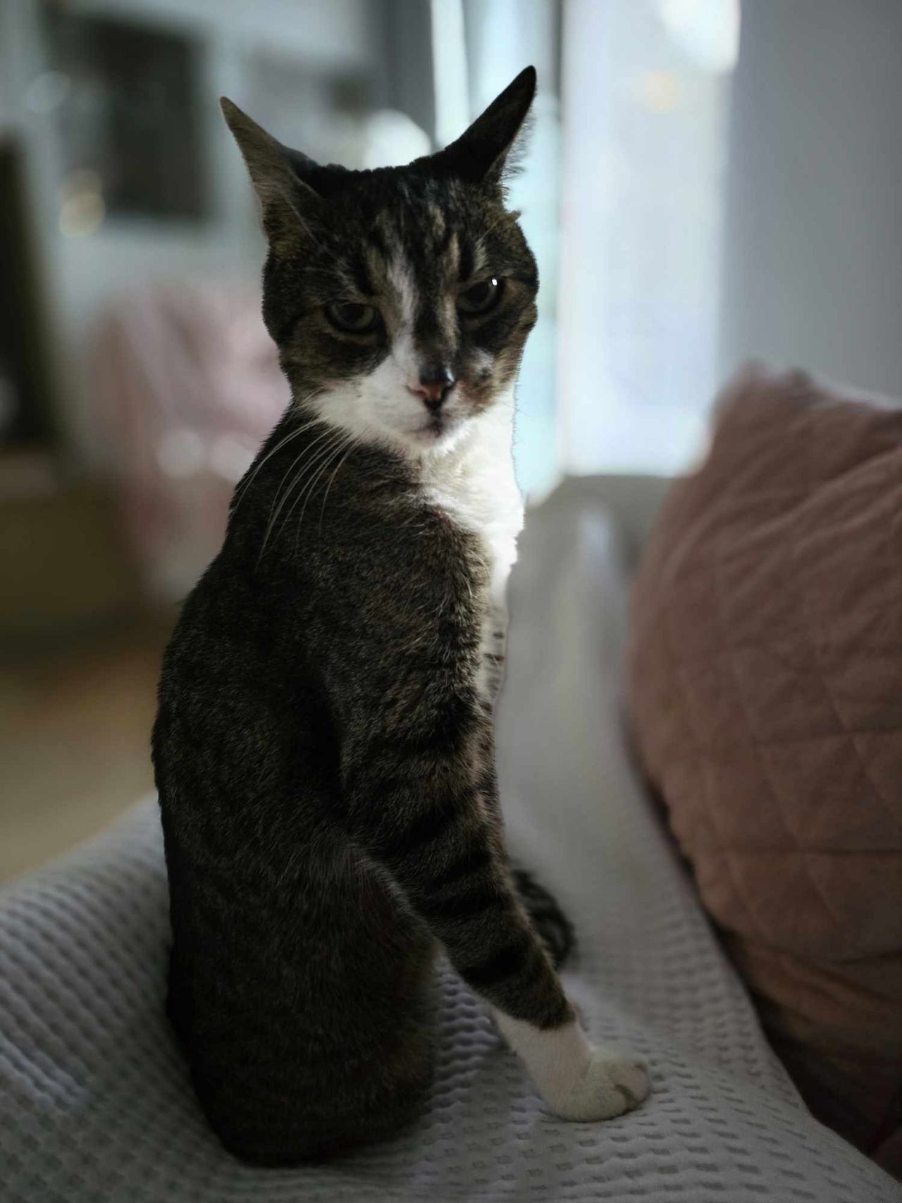 Koty nie zawsze spadają na cztery łapy. Czasami na dwie, a czasami nawet na… pupę.