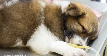 Salmonella u psa – objawy, leczenie i zapobieganie