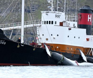 Islandia zawiesza polowania na wieloryby. Koniec krwawej tradycji?