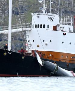 Islandia zawiesza polowania na wieloryby. Koniec krwawej tradycji?
