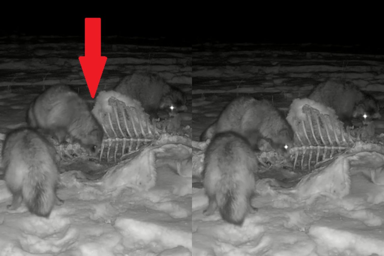 "To nie pluszak". Uczta w polskim lesie