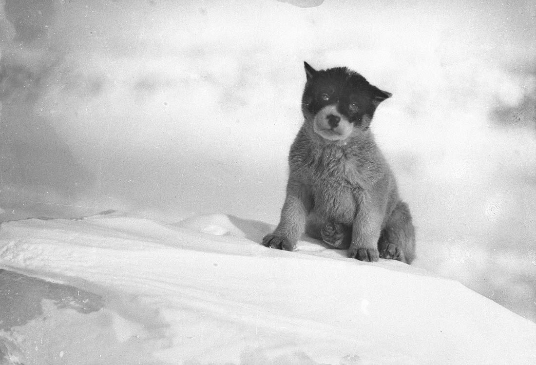 Historyczne zdjęcia z najbardziej dramatycznej wyprawy na Antarktykę 10