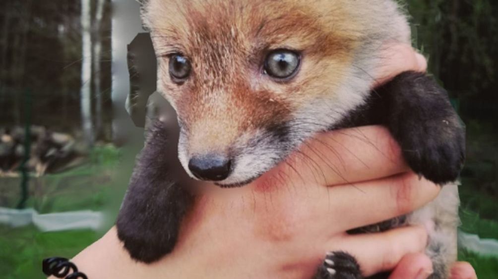 Niedoliski czyli małe liski, wyglądają już z nory.