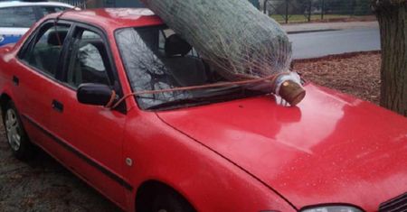 Tak przewoził choinkę. Stracił prawo jazdy