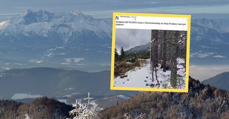 Turysta zobaczył go na szlaku w Tatrach. Krył się za drzewami