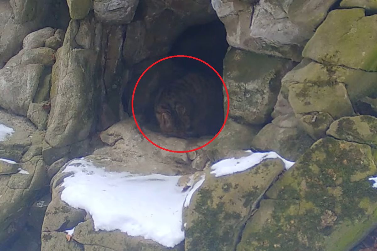 Leśnik chwycił za telefon. "Jest taka grota"