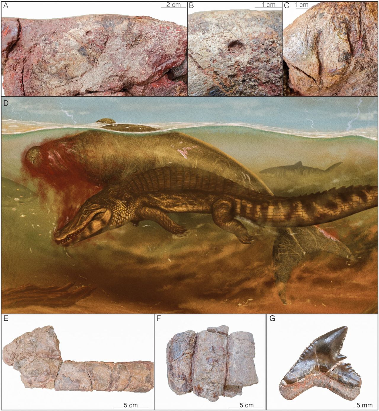 The history of the death of the sea cow recorded in the fossil