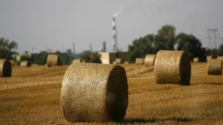 Rośliny jako materiał budowlany. Polscy naukowcy szykują przełom
