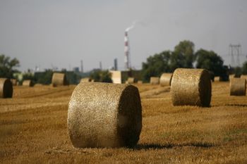 Rośliny jako materiał budowlany. Polscy naukowcy szykują przełom