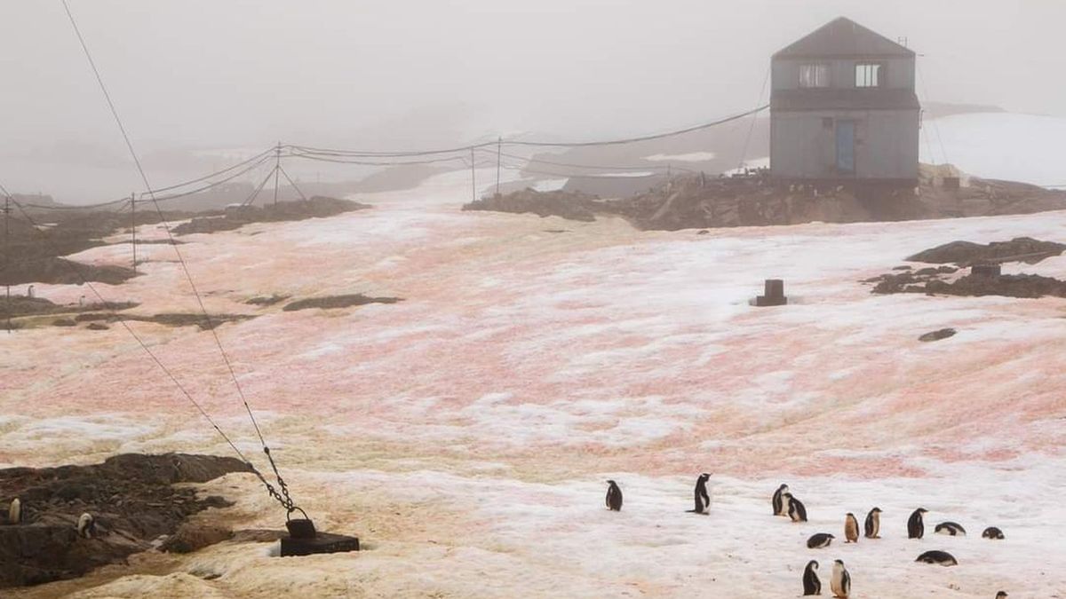 Różowy śnieg na Antarktydzie