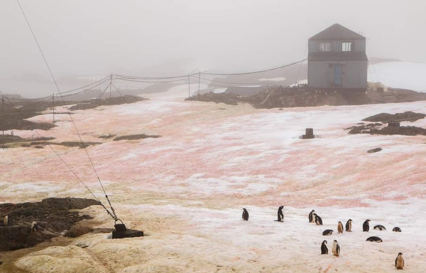 Śnieg zrobił się różowy i zielony. Zaskakująca sytuacja na Antarktydzie
