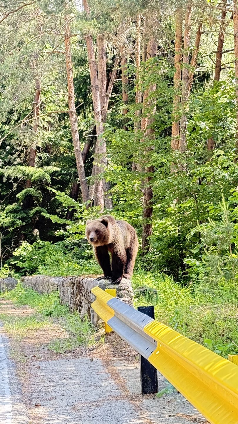 Takie spotkanie nie należy tu do rzadkości