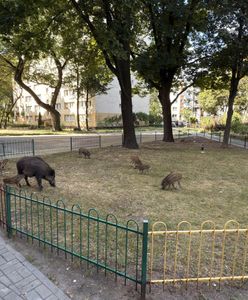 Odstrzał dzików w Warszawie. Obowiązują nowe ograniczenia