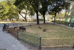Odstrzał dzików w Warszawie. Obowiązują nowe ograniczenia