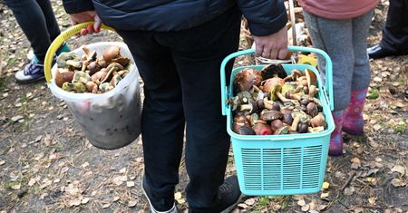 Nie patrz w dół, lecz w górę. To sprawdzony trik grzybiarzy