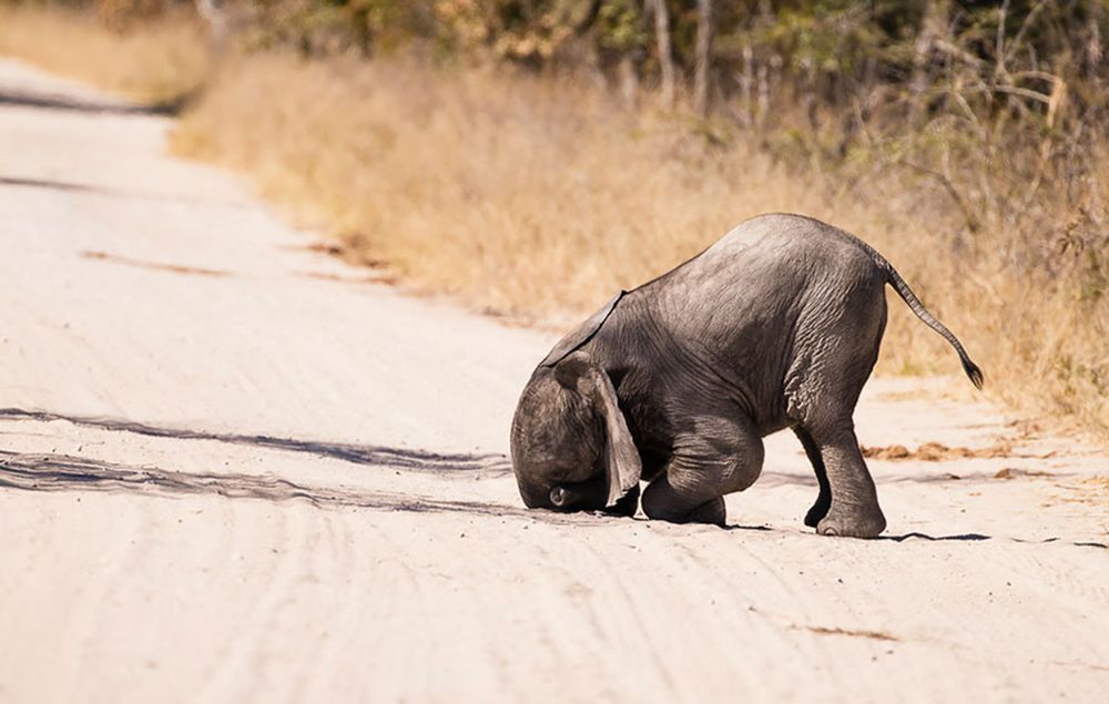 Najzabawniejsze zwierzaki konkursu Comedy Wildlife Photography Awards 2016 16