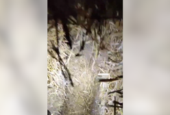 Weszli do tunelu w stogu siana. Niecodzienne odkrycie w Bielsku Podlaskim