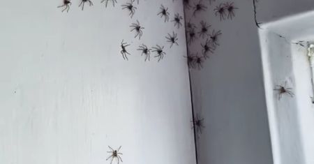 Inwazja setek pająków. Szokujące nagrania z australijskich domów