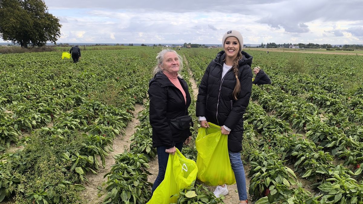 Samozbiory na polu papryki.