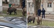 Warszawa: Dziki już nie odwiedzają miasta. "One się tu rodzą, wychowują i traktują nasze osiedla jak naturalne środowisko"