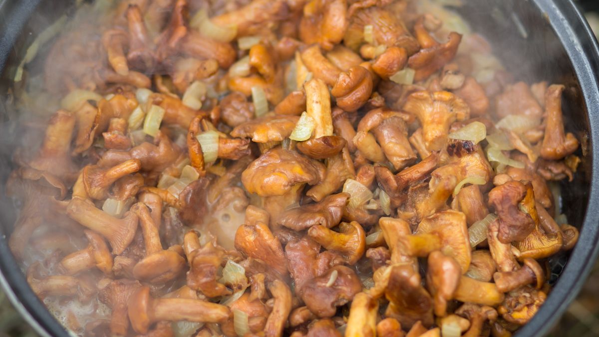 Wraz z początkiem czerwca rozpoczął się sezon na kurki