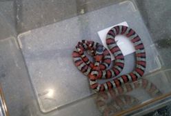 Warszawa. Wąż w mieszkaniu na Pradze. Zaczaił się w łóżku