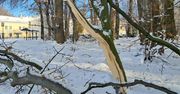 Podkarpackie: Pierwszy atak zimy zniszczył kilkadziesiąt drzew w zabytkowym parku w Tyczynie