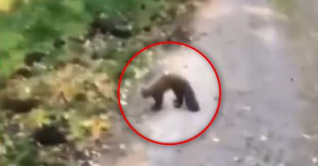 Leśnicy pokazali nagranie. "Takie spotkania należą do rzadkości"