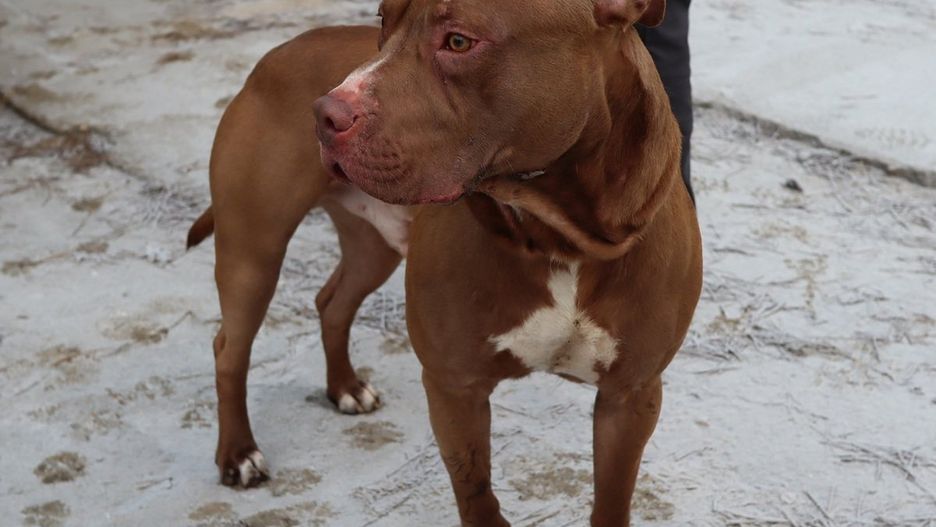 Amstaff zagryzł yorka
