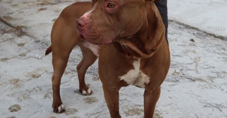 Amstaff zagryzł yorka i rzucił się na jego właściciela